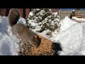 10 Hours - Neighbourly squirrels dropping by for a snack - February 7, 2022