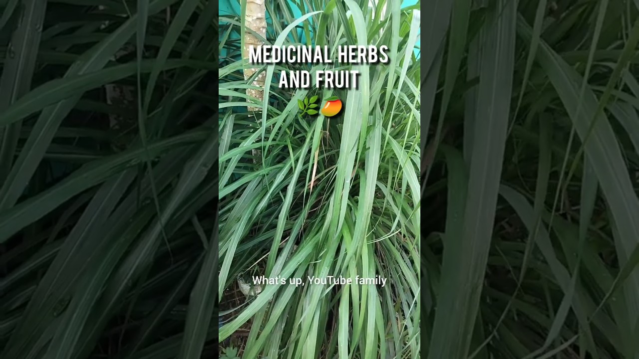 Medicinal Herbs and Fruit 🌿🥭 #lemongrass #miracle #leaf    #papaya #liberia #vlog #homeremedies