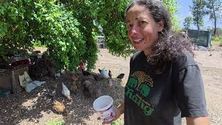 Another Chick Update😉