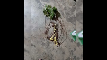 Củ sâm rừng ngọc linh chuẩn thiên nhiên cực Vip