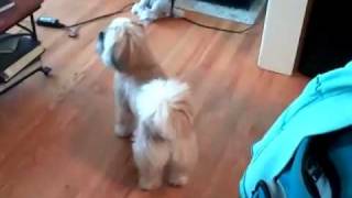 Dog Popping Bubbles