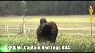 SRS Mr. Captain Red Legs 834