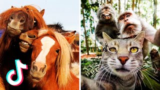 Ultimate Funny Pets & Animals | Nothing Better to Cheer you Up Than Funny Animals Videos 😁😂