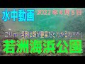 水中動画（2022年4月5日）in 若洲海浜公園