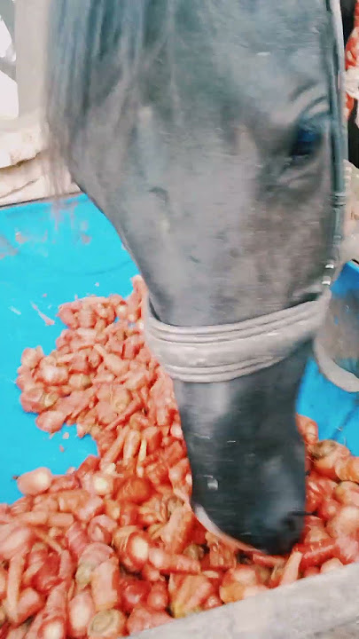 Bhati stud farm 🐴🐴https://youtube.com/@shubhambhatisb576#clips #horse #viral #shorts #short#trending