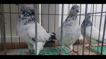 Flying Tipplers looking over the 2026 Prospects  for Breeding.  America Tippler Union!