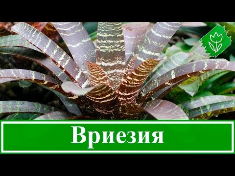 Цветок вриезия – уход в домашних условиях: пересадка, размножение