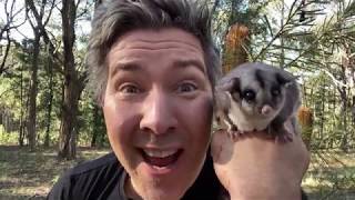 Manningham's Backyard Biodiversity: Sugar Glider