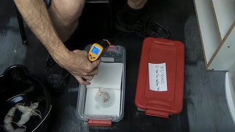 The Thawing Process: Frozen Feeders and Ball Pythons