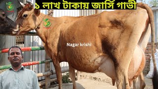 একদম পানির দামে জামাল মামার জার্সি গাভী দেখুন ! ১৮-২২লিটার এর মধ্যে বাচ্চা সহ দুধের গাভী কিনুন