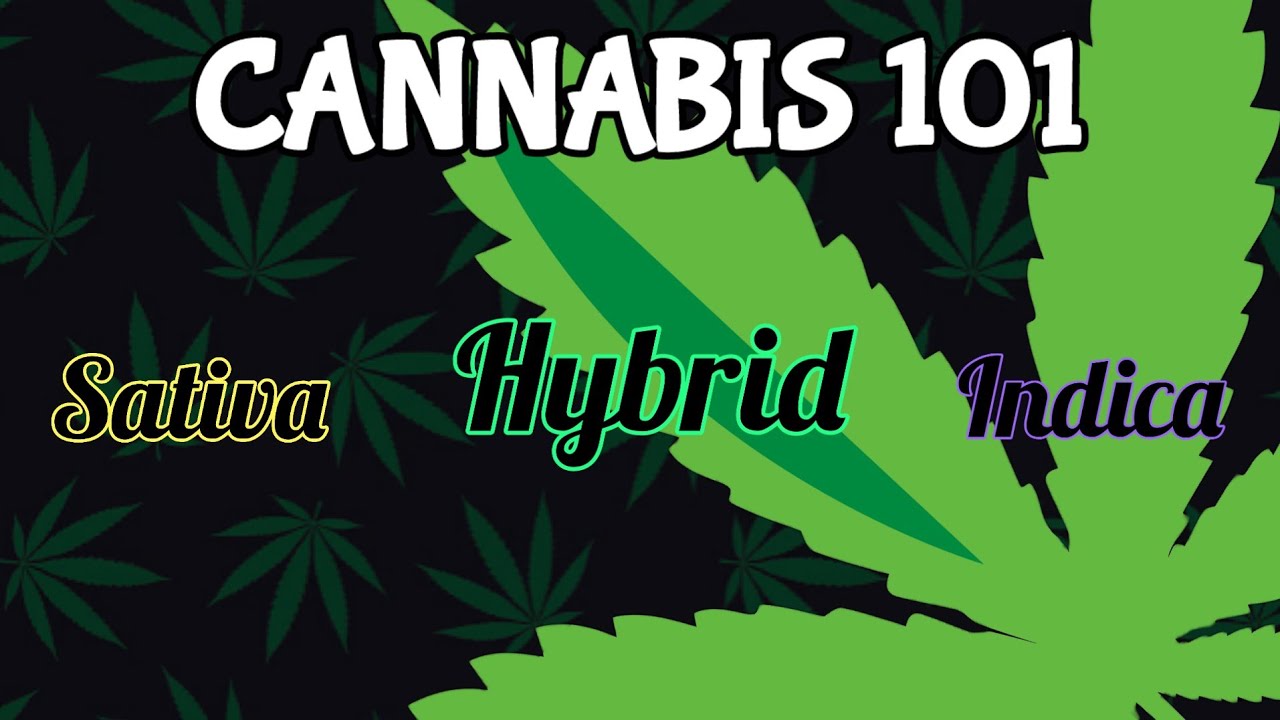 Cannabis 101 | Sativa vs. Indica vs. Hybrid (THC REVIEWS)