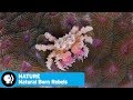 Animal Adaptations in Urban Environments