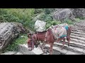 Caravan of Mules, Ghandruk - Nepal