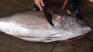 Fish Filleting - Yellowfin Tuna