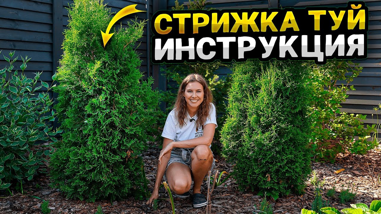 КАК СТРИЧЬ ТУЮ: БРАБАНТ, СМАРАГД, КОЛУМНА | Обрезка кустарников