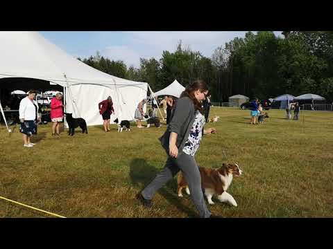 Knight • Puppy group •Ste-Foy, Quebec Dogshow