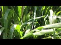 Maiz en R4  300 y 250 mil plantas  x ha  agosto 15 2020