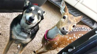 Incredible Friendship Between Wild Deer and Dog 🐶 Cute Animal Videos 2025