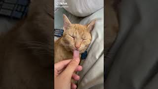 Funny Videos From TikTok №248