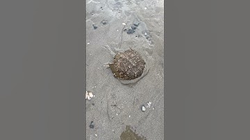 #rescue #horseshoecrab #beach #short #shorts #shortsvideo #shortsfeed #shortvideo #foryou #fyp #fypシ