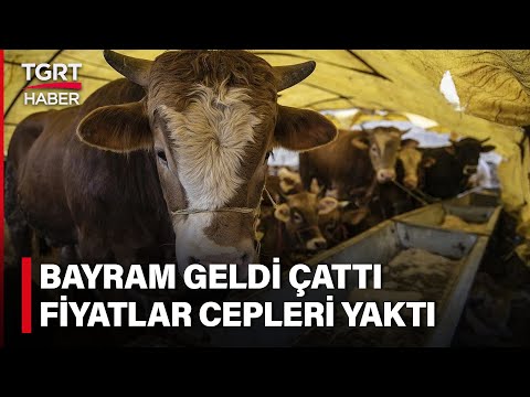 Bayram Geldi Kurbanlık Fiyatları Belli Oldu: Yüzler Gülmüyor Cepler Yanıyor - TGRT Haber