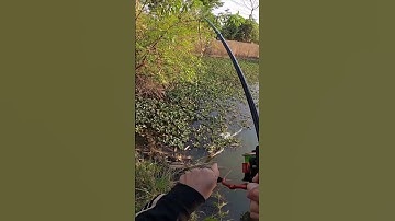 Câu cá Lóc khủng dưới Ao bèo