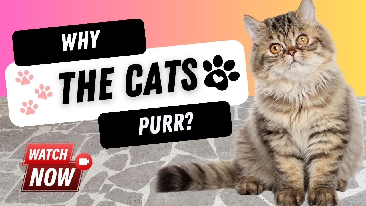 Unlocking the Meaning of the Cats Behavior 