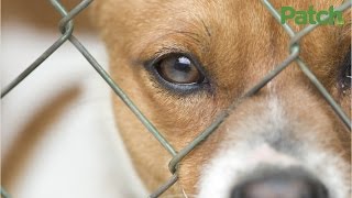 3 New Jersey Pet Stores Hit With Violations