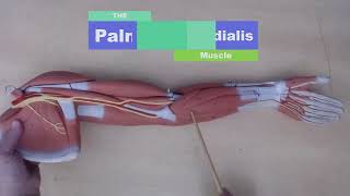 CMC ARM Muscle Review for Practical Exam ANATOMY