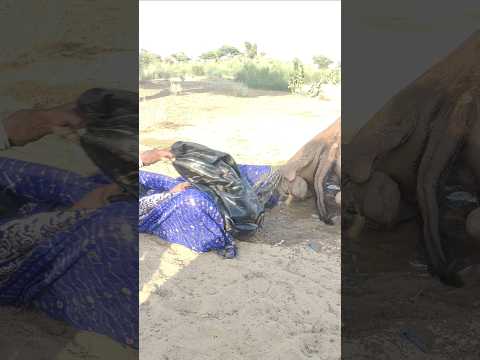 ص راع الم اء و الر مال امر أة ت ج اه د و الج م ل ي جل س ع ل ى الأ م ل