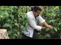 اتمام حجت با ایادی الدنگ حکومت ننگین اسلامی شیعی آخوندی آشنا و غیر آشنا وهرس پایه بوته گوجه فرنگی اتمام حجت با ایادی الدنگ حکومت ننگین اسلامی شیعی آخوندی آشنا و غیر آشنا وهرس پایه بوته گوجه فرنگی