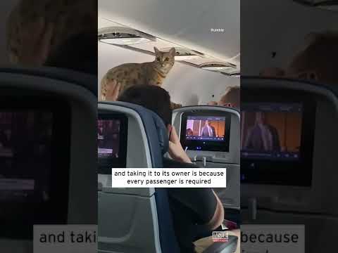 Loose Cat Holds Up Delta Flight from New York to Texas #shorts