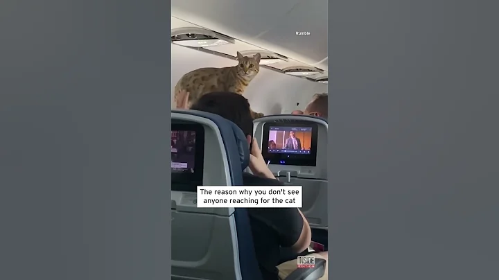 Loose Cat Holds Up Delta Flight from New York to Texas #shorts - DayDayNews