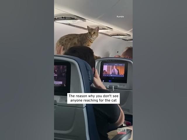 Loose Cat Holds Up Delta Flight from New York to Texas #shorts