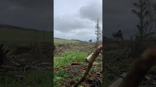 Help plant trees 🌲 Scotland forestry worker tree planting Scottish woodland spring work