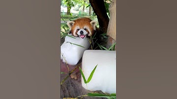 Why are red pandas given ice Blocks? #shorts