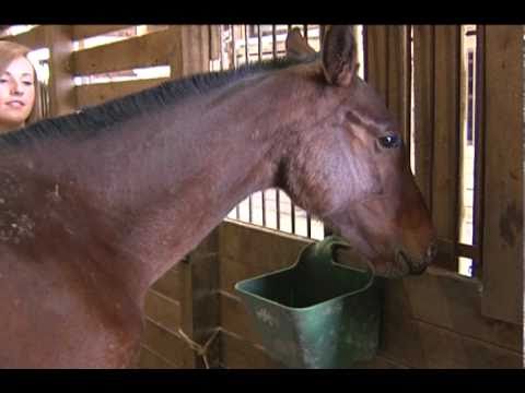 GIRL SAVES HORSE