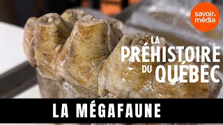 La mégafaune   La préhistoire du Québec