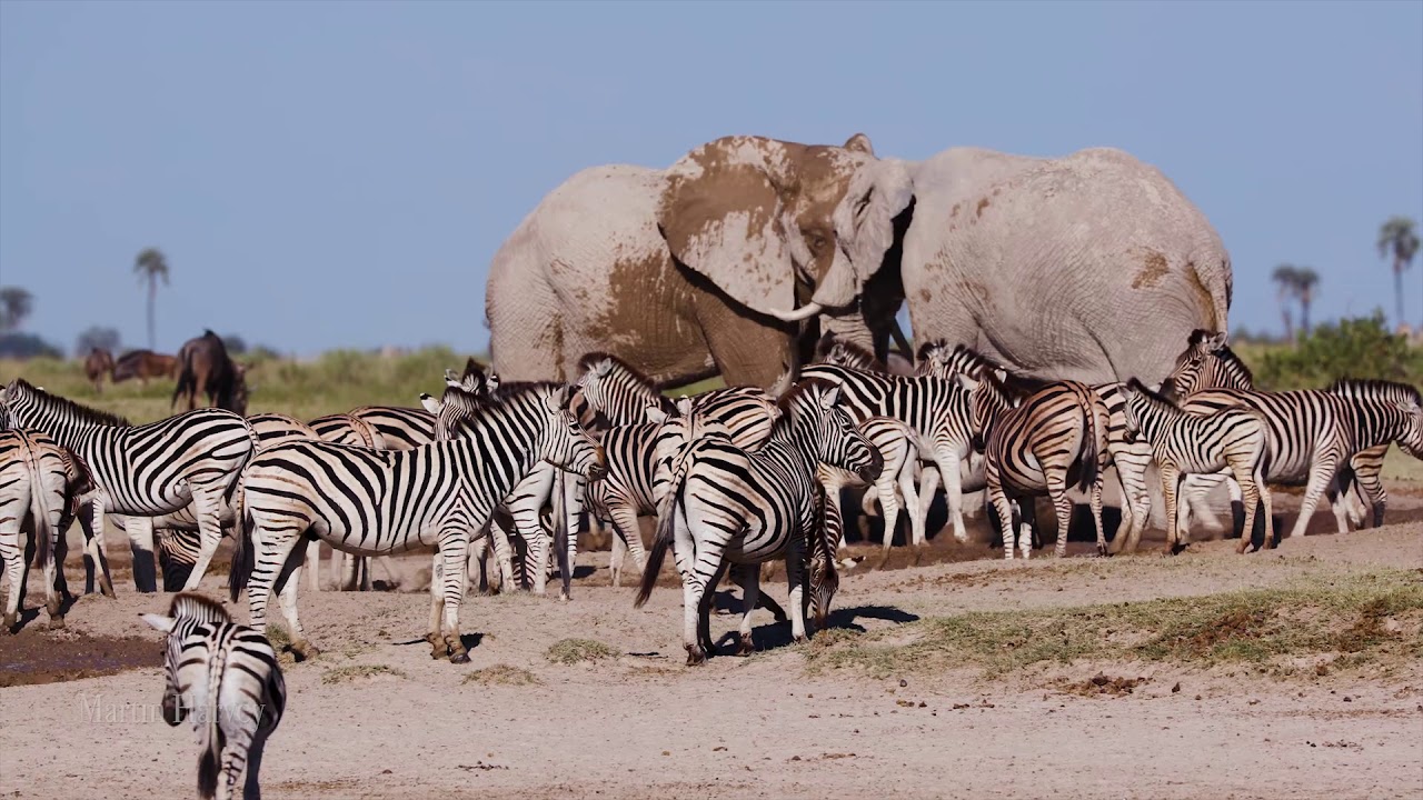 Botswana Kalahari Zebra Migration From Unicorn Trails