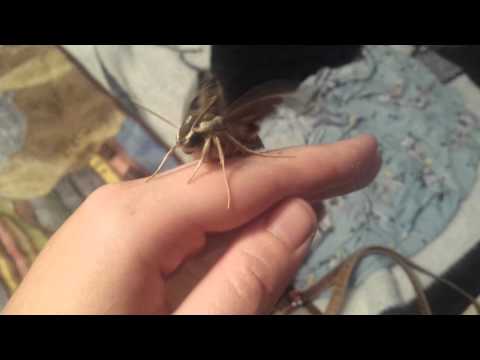 Whitelined Sphinx Moth Hatched
