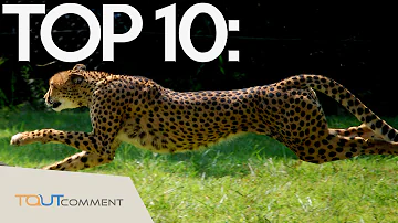 Quel est l'animal terrestre le plus rapide au monde guépard ou Jaguar ?