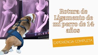 Rotura de ligamento de mi perro de 14 años. Mi Experiencia Completa Rotura de ligamento de mi perro de 14 años. Mi Experiencia Completa