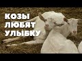 Первая козья ферма открылась на Могилевщине