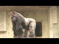 India biggest Gorilla ever