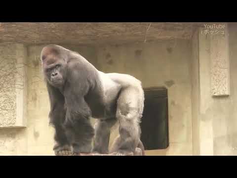 India biggest Gorilla ever…(plz donate to save animal in zoo only 5 rupees details below)