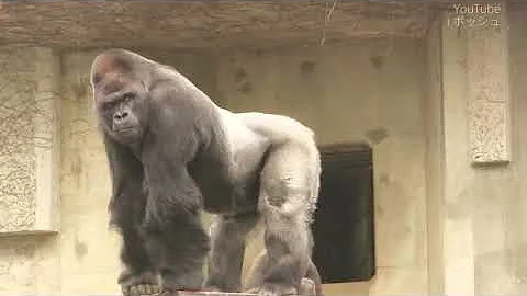 Dove si possono vedere i gorilla?