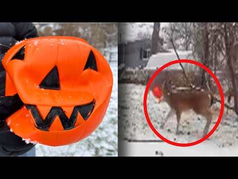 Deer With Halloween Bucket Stuck on Its Head Is Rescued