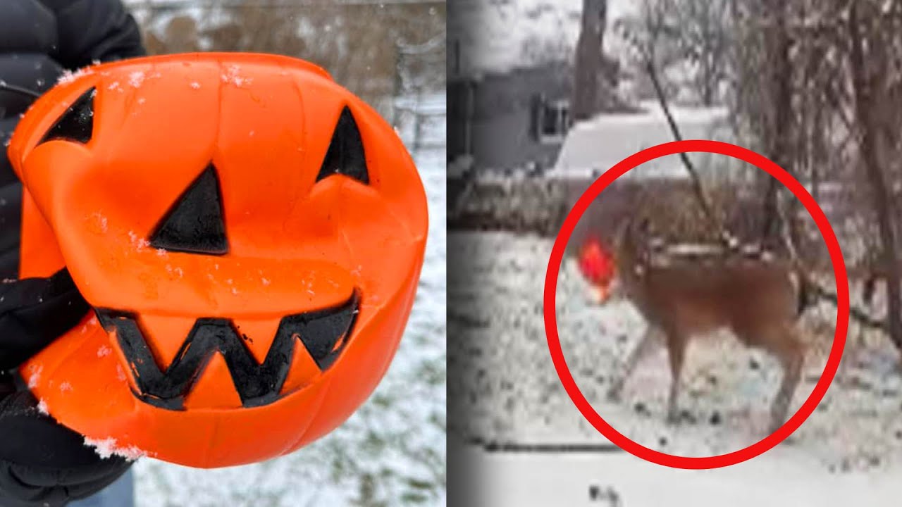 ⁣Deer With Halloween Bucket Stuck on Its Head Is Rescued