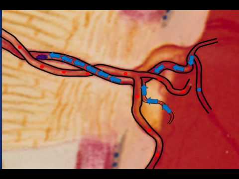 Video: Anatomie, Functie En Diagram Van Centrale Retinale Ader - Lichaamskaarten