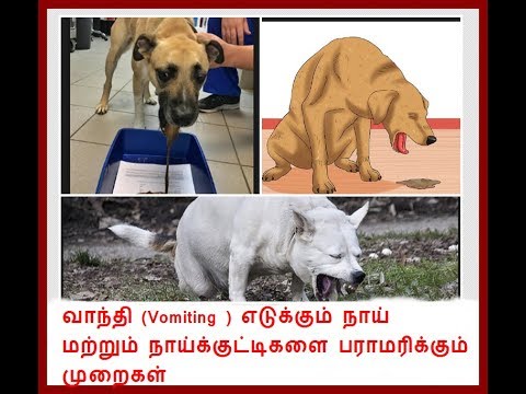 வாந்தி எடுக்குகும் நாய்க்குட்டிகளின் பராமரிப்பு (Management during vomiting in dogs